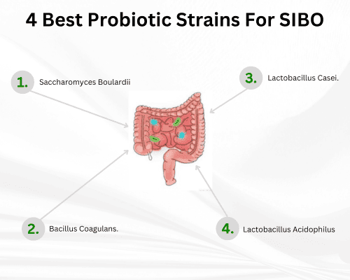 4-best-probiotic-strains-for-SIBO