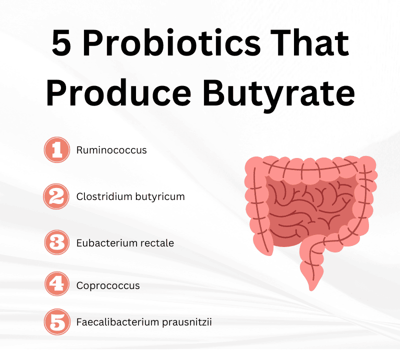 5-Probiotics-That-Produce-Butyrate