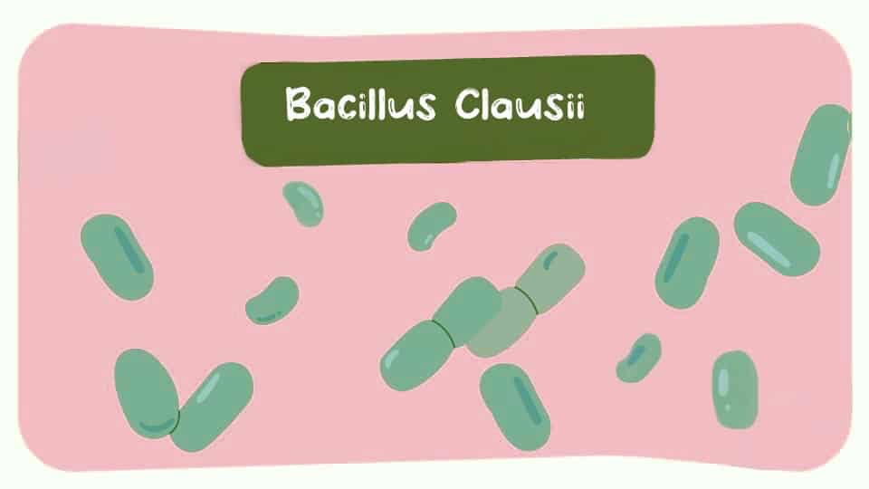 Bacillus-Clausii-Thumbnail.jpg