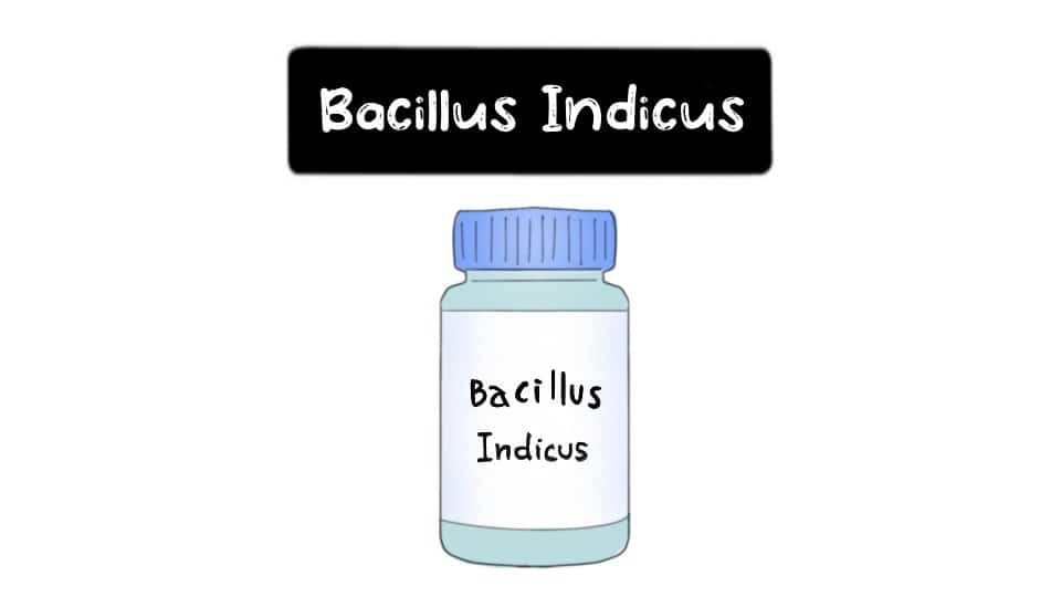 Bacillus-Indicus-Thumbnail