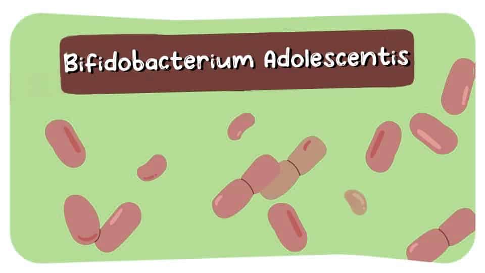 Bifidobacterium-Adolescentis-Thumbnail