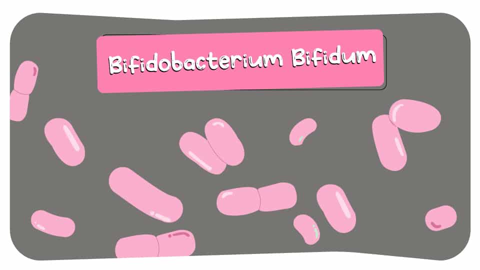 Bifidobacterium-Bifidum-Thumbnail