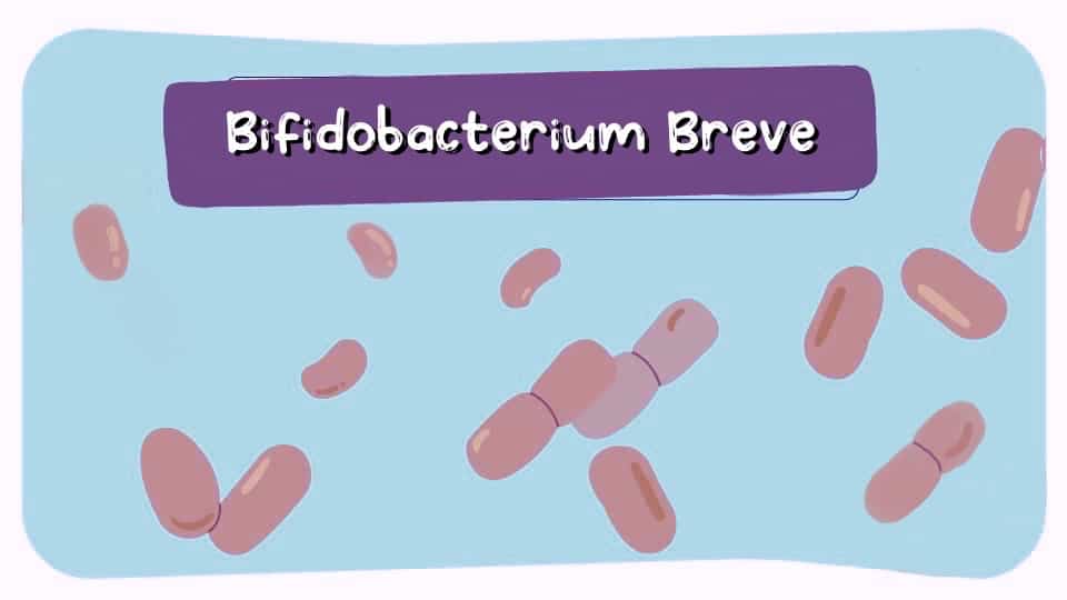 Bifidobacterium-Breve-Thumbnail