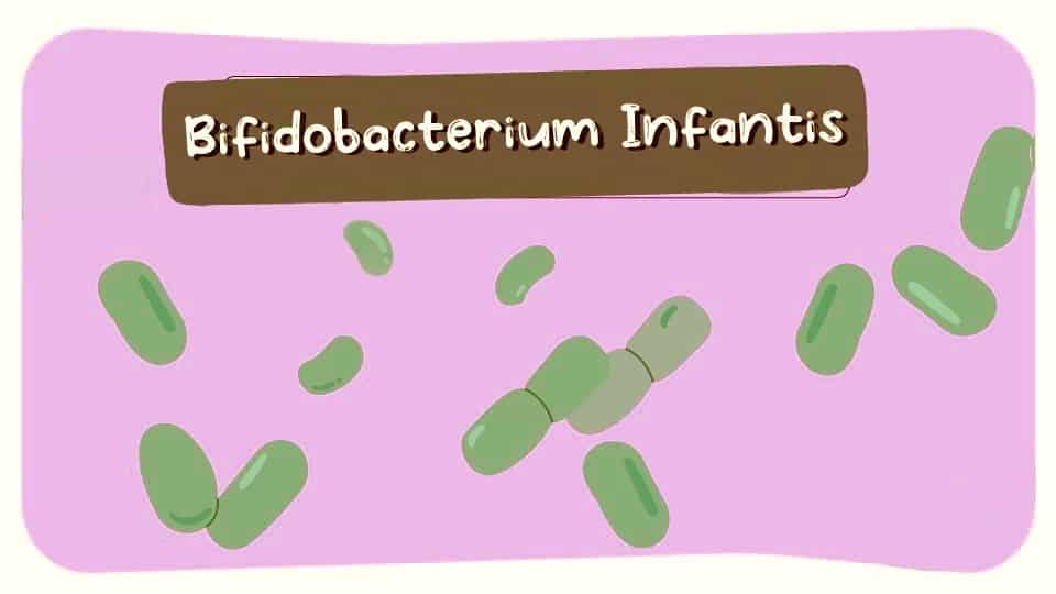 Bifidobacterium-Infantis-Thumbnail