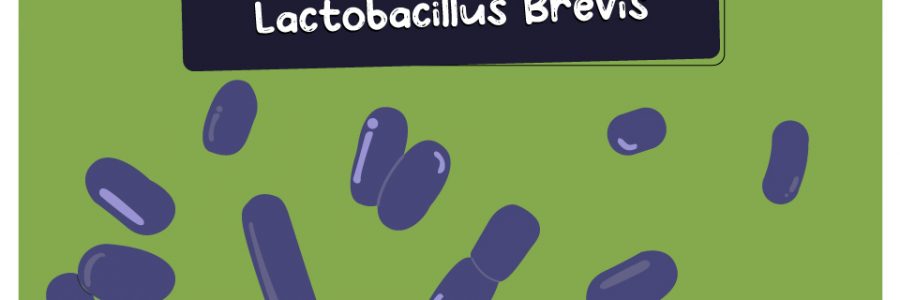 Lactobacillus_Brevis_thumbnail