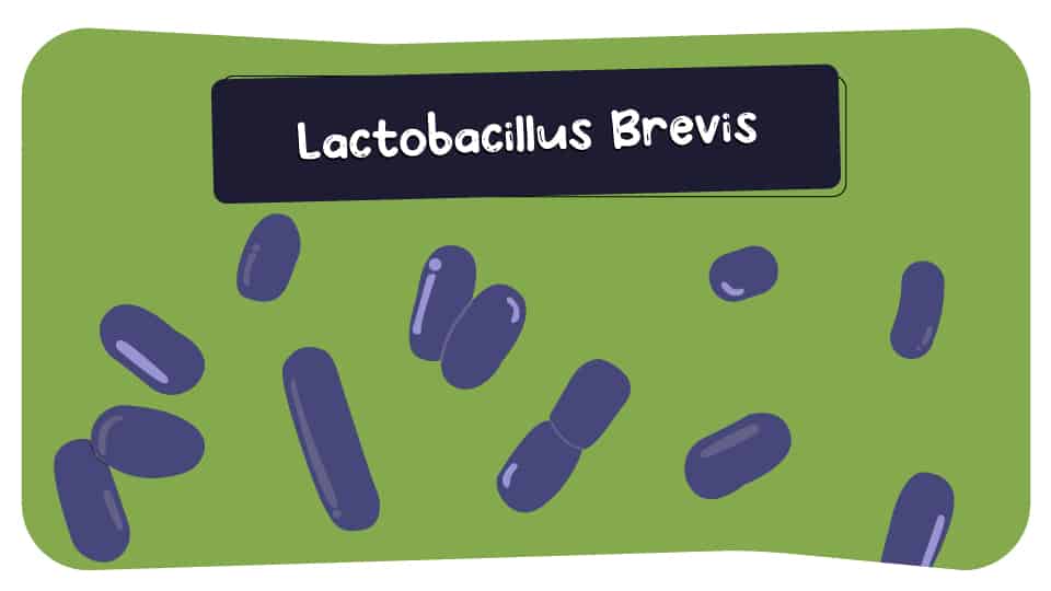 Lactobacillus_Brevis_thumbnail