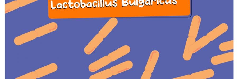 Lactobacillus_Bulgaricus_thumbnail