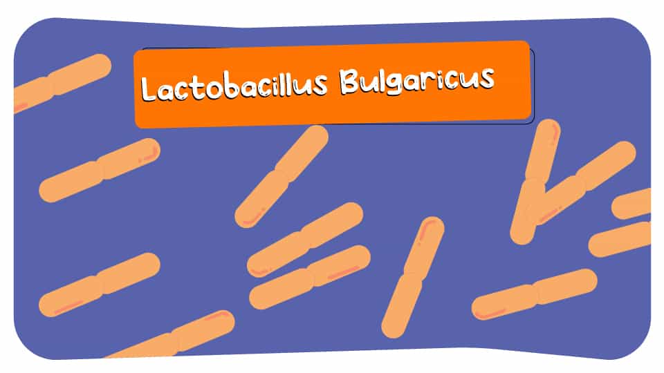 Lactobacillus_Bulgaricus_thumbnail