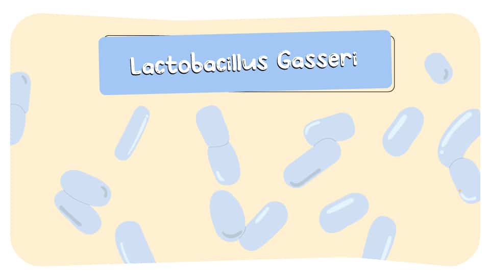 Lactobacillus_Gasseri_thumbnail