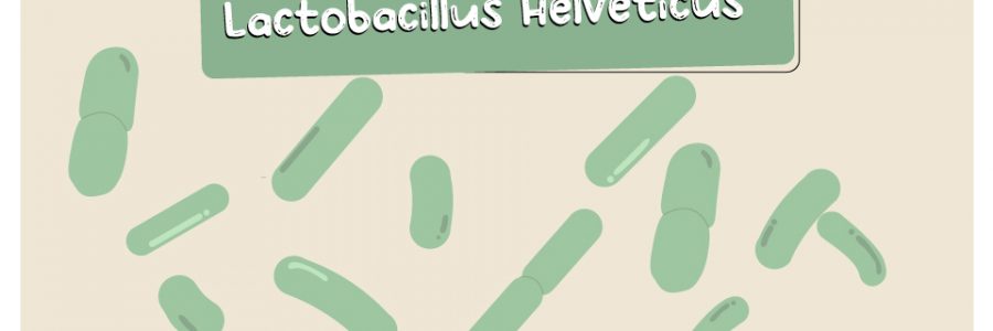 Lactobacillus_Helveticus_thumbnail