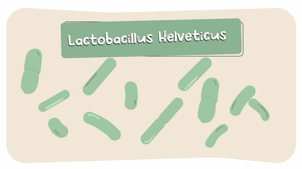 Lactobacillus_Helveticus_thumbnail