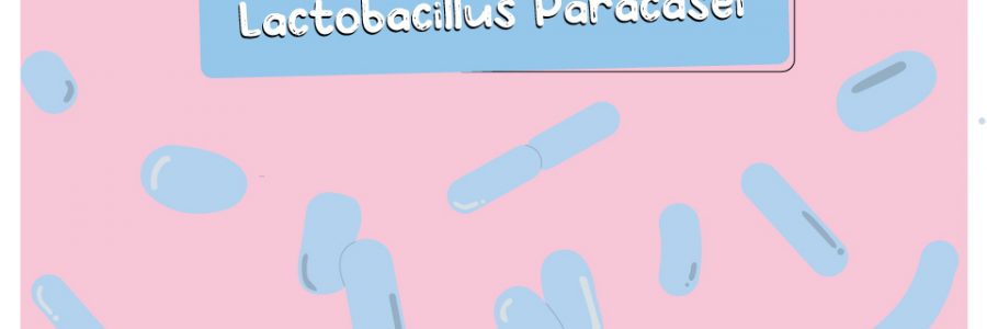 Lactobacillus_Paracasei_thumbnail