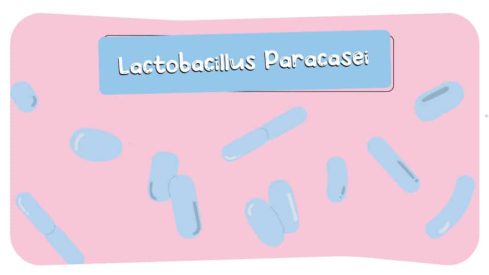 Lactobacillus_Paracasei_thumbnail