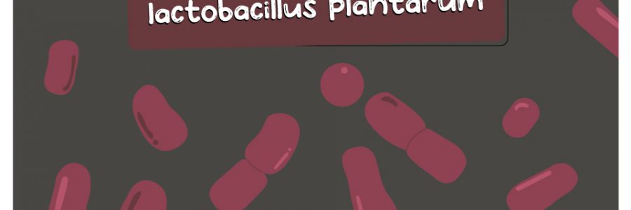 Lactobacillus_Plantarum_Thumbnail