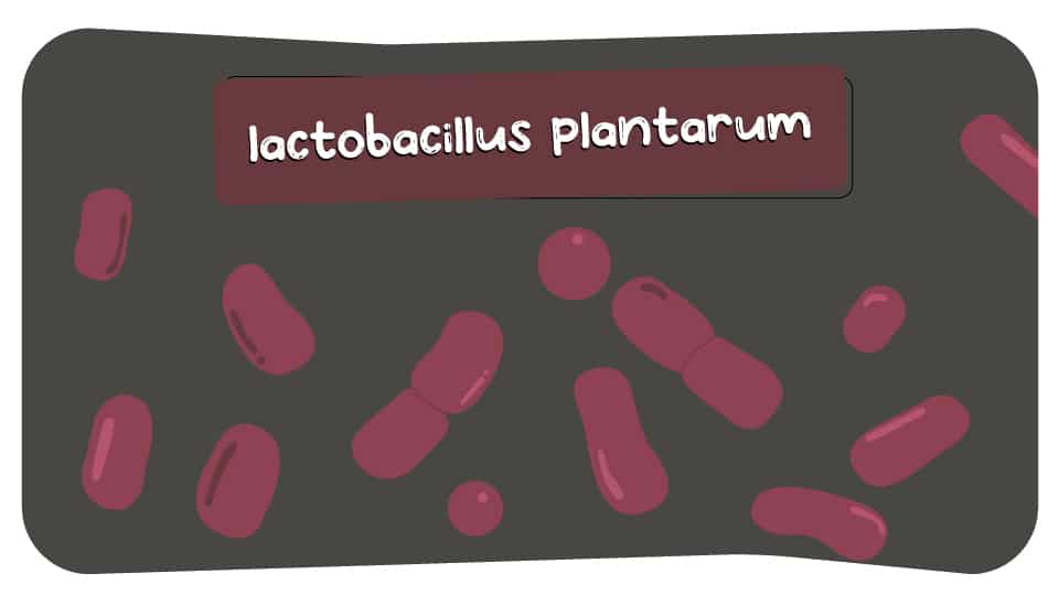 Lactobacillus_Plantarum_Thumbnail