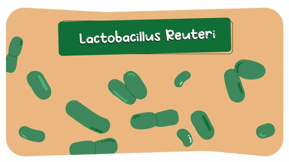 Lactobacillus_Reuteri_Thumbnail