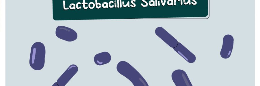 Lactobacillus_Salivarius_thumbnail