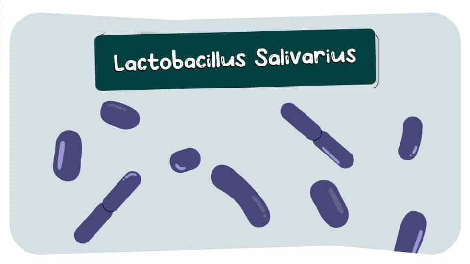 Lactobacillus_Salivarius_thumbnail