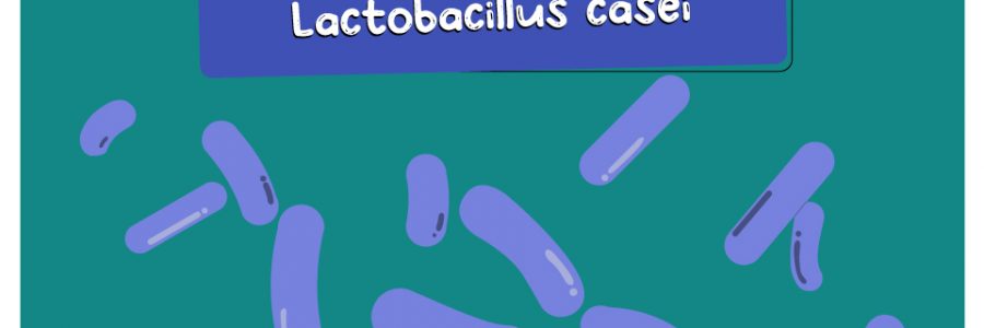 Lactobacillus_casei_thumbnail