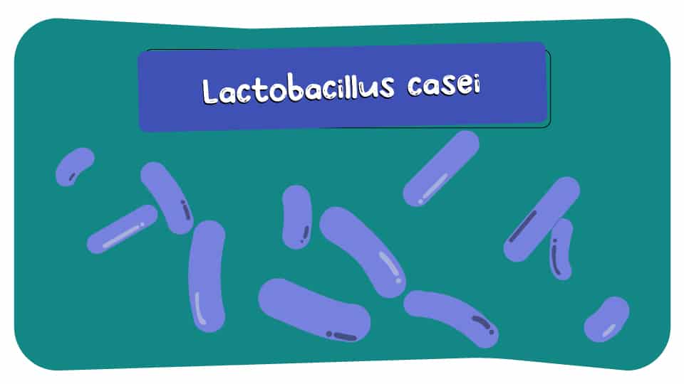 Lactobacillus_casei_thumbnail