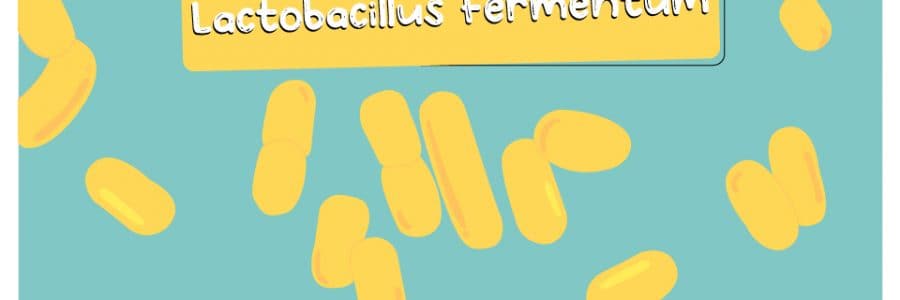 Lactobacillus_fermentum_thumbnail