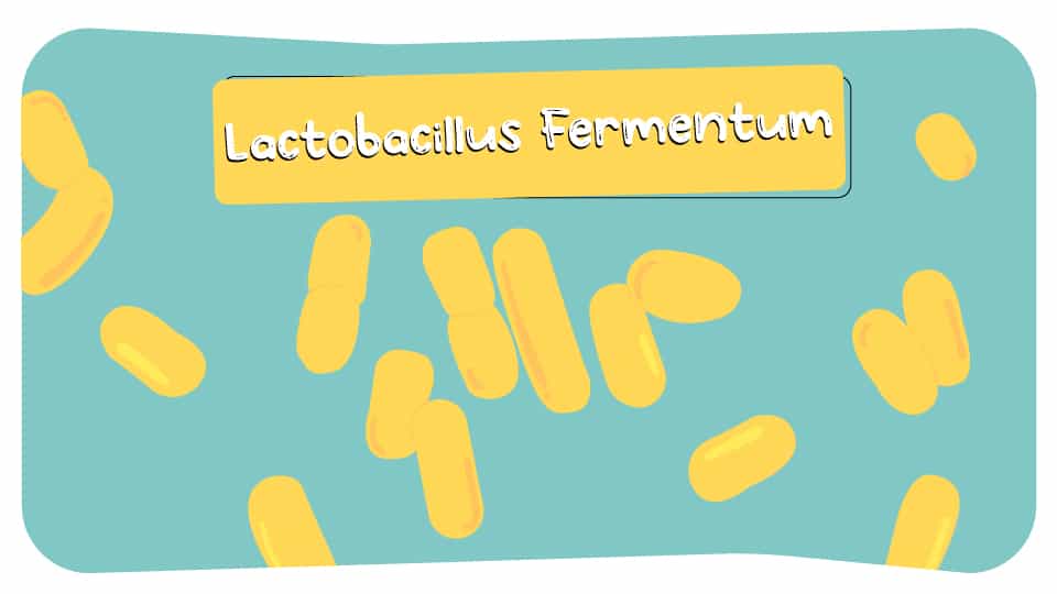 Lactobacillus_fermentum_thumbnail