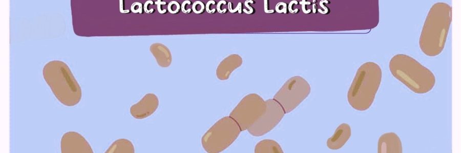 Lactococcus-Lactis-Thumbnail