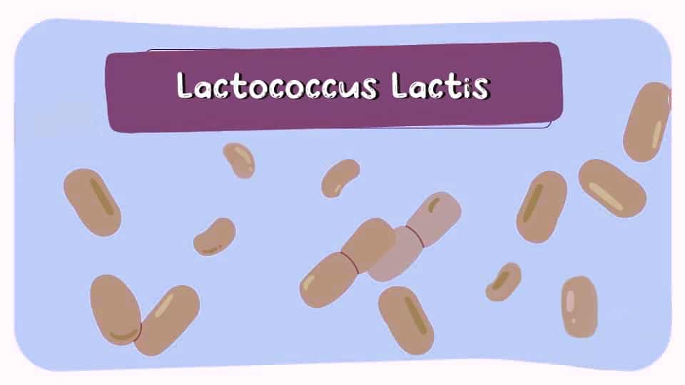 Lactococcus-Lactis-Thumbnail