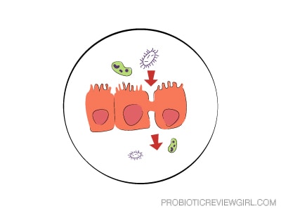 Leaky-Gut-Diagram