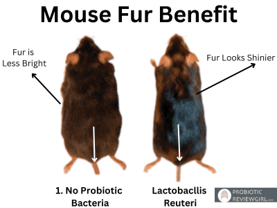 Mouse-Fur-Benefit