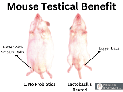 Mouse-Testical- Benefit