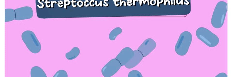 Streptococcus-Thermophilus-Thumbnail