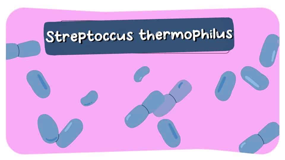 Streptococcus-Thermophilus-Thumbnail