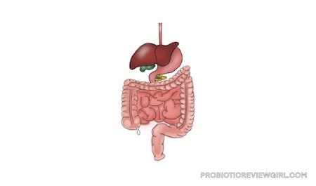 probiotics-in-gastrointestinal-system