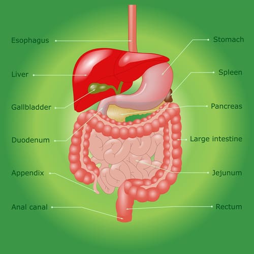 stomach-diagram-500